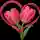 Group DP